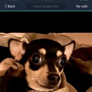 Meet your Posher, Boosjhe